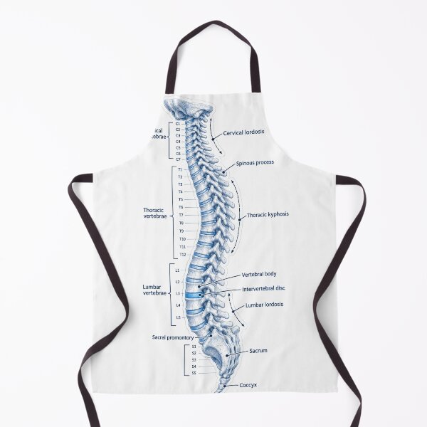 Item preview, Anatomy Vertebral Column Blueprint Physical Therapy Sticker designed and sold by isokinetic.
