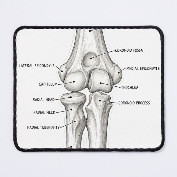 Item preview, Anatomy Elbow Forearm Physical Therapy Sticker designed and sold by isokinetic.