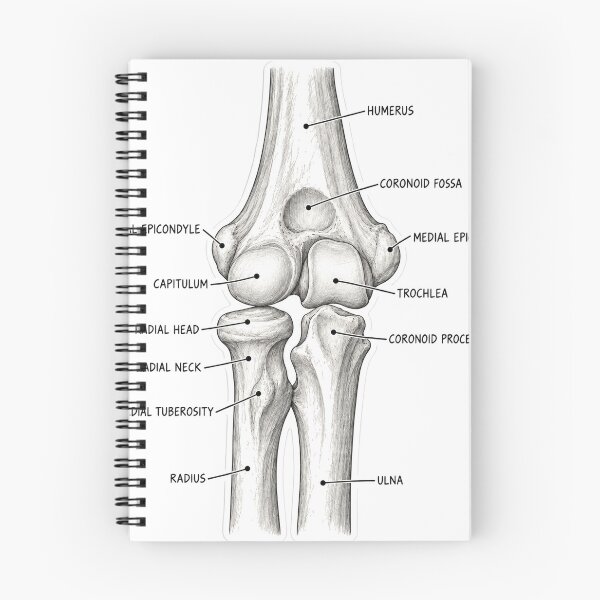 Item preview, Anatomy Elbow Forearm Physical Therapy Sticker designed and sold by isokinetic.