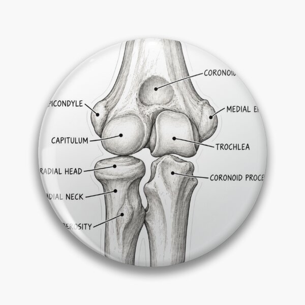 Item preview, Anatomy Elbow Forearm Physical Therapy Sticker designed and sold by isokinetic.