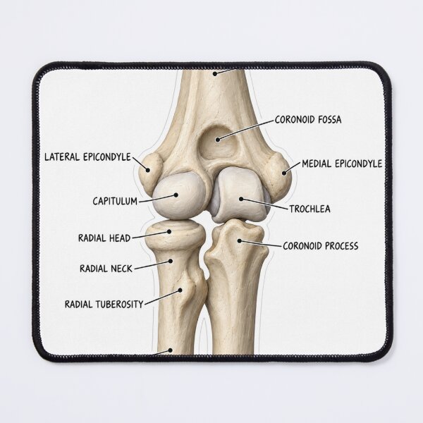 Item preview, Anatomy Elbow Forearm Clay Physical Therapy Sticker designed and sold by isokinetic.
