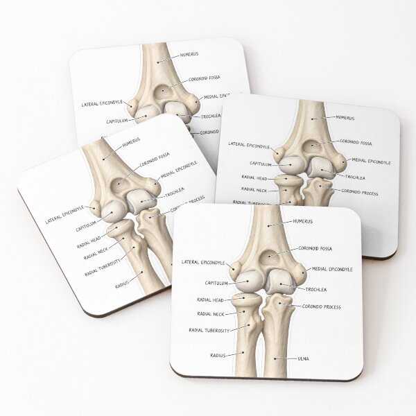 Item preview, Anatomy Elbow Forearm Clay Physical Therapy Sticker designed and sold by isokinetic.