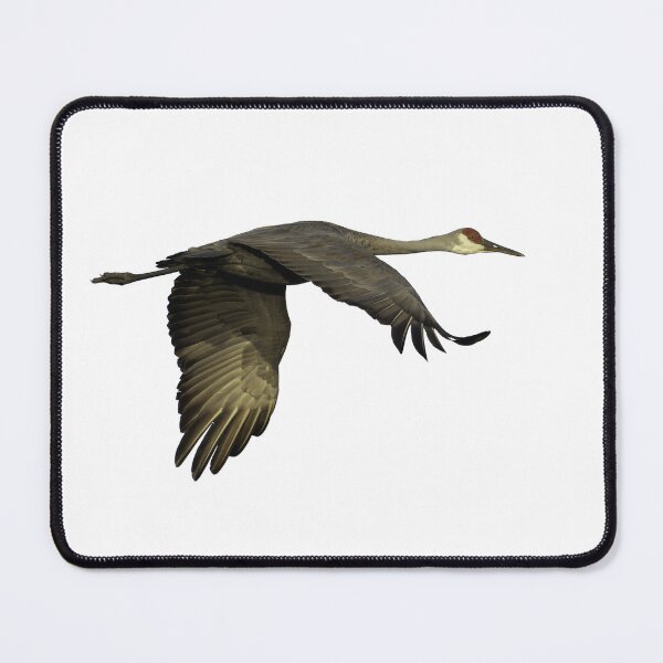 Item preview, Isolated Sandhill Crane 9-25-2026 designed and sold by Thomasyoung.