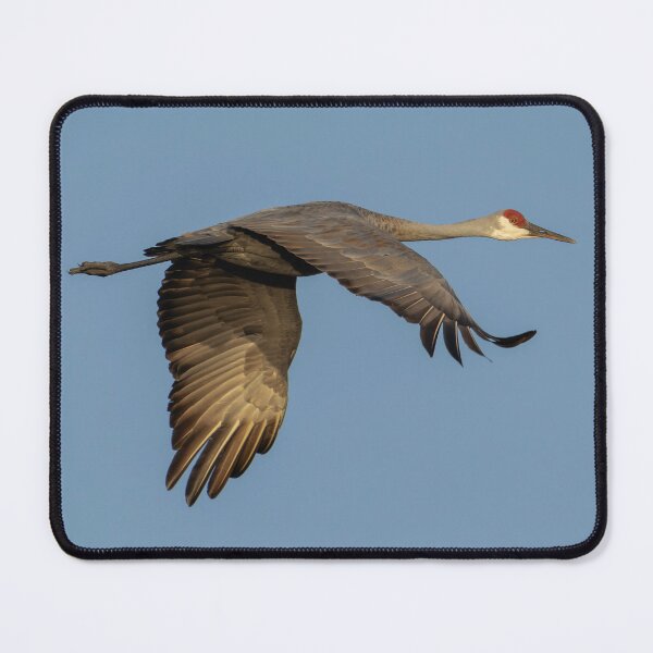 Item preview, Sandhill Crane in flight 9-25-2026 designed and sold by Thomasyoung.
