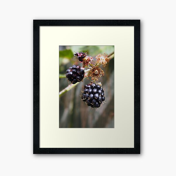 Item preview, Mellow fruitfulness - blackberries designed and sold by Agnes McGuinness.