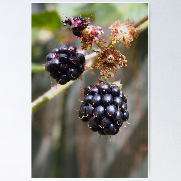 Item preview, Mellow fruitfulness - blackberries designed and sold by Agnes McGuinness.