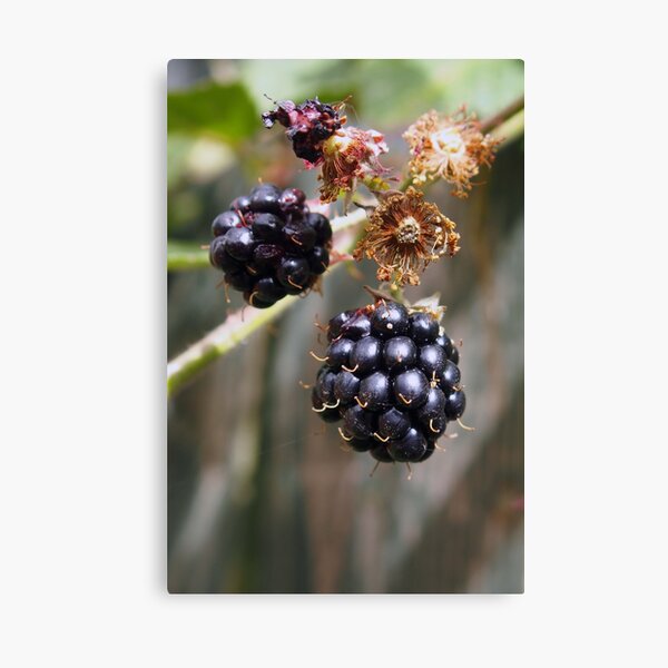 Item preview, Mellow fruitfulness - blackberries designed and sold by Agnes McGuinness.