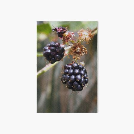 Item preview, Mellow fruitfulness - blackberries designed and sold by Agnes McGuinness.