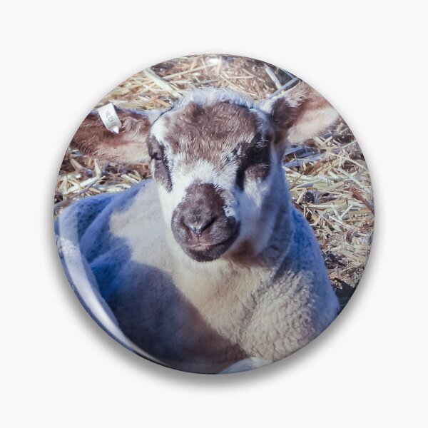 Item preview, Crossbred lambs enjoying some sun designed and sold by Lynette2025.