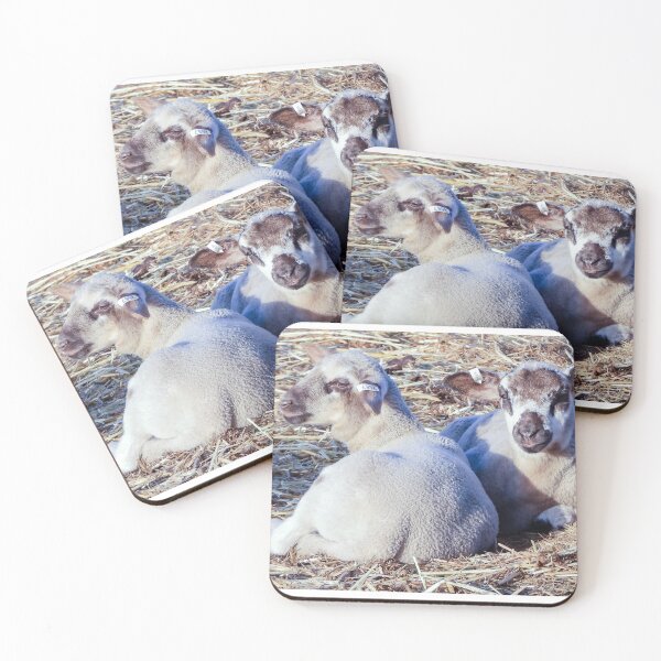 Item preview, Crossbred lambs enjoying some sun designed and sold by Lynette2025.