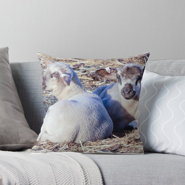 Item preview, Crossbred lambs enjoying some sun designed and sold by Lynette2025.
