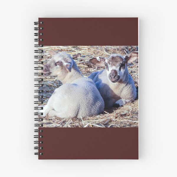 Item preview, Crossbred lambs enjoying some sun designed and sold by Lynette2025.