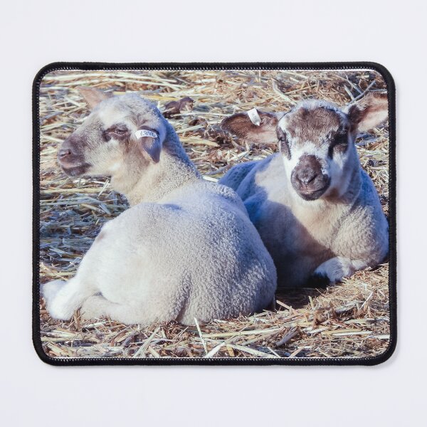 Item preview, Crossbred lambs enjoying some sun designed and sold by Lynette2025.
