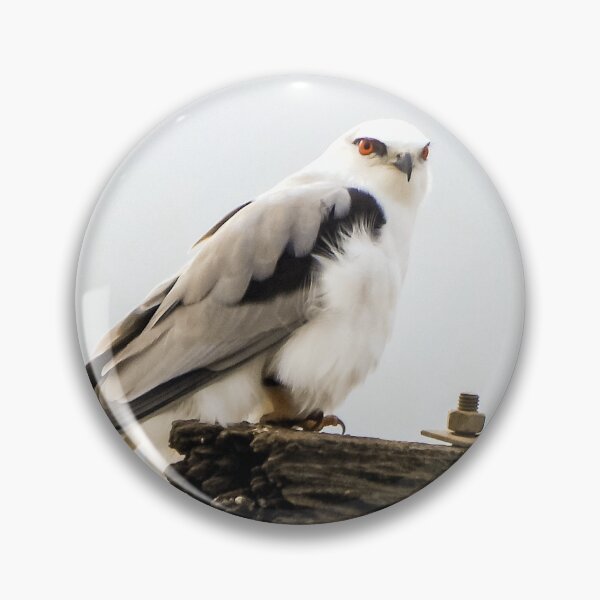 Item preview, Black-winged kite surveys his surroundings designed and sold by Lynette2025.