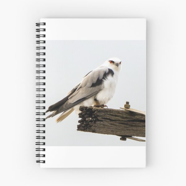 Item preview, Black-winged kite surveys his surroundings designed and sold by Lynette2025.