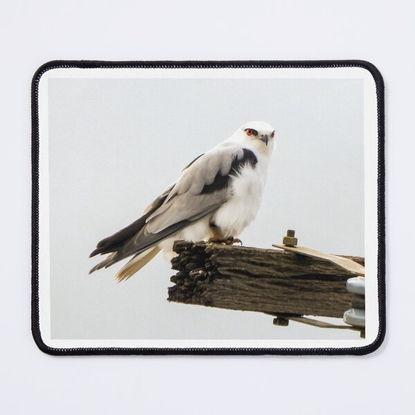 Item preview, Black-winged kite surveys his surroundings designed and sold by Lynette2025.