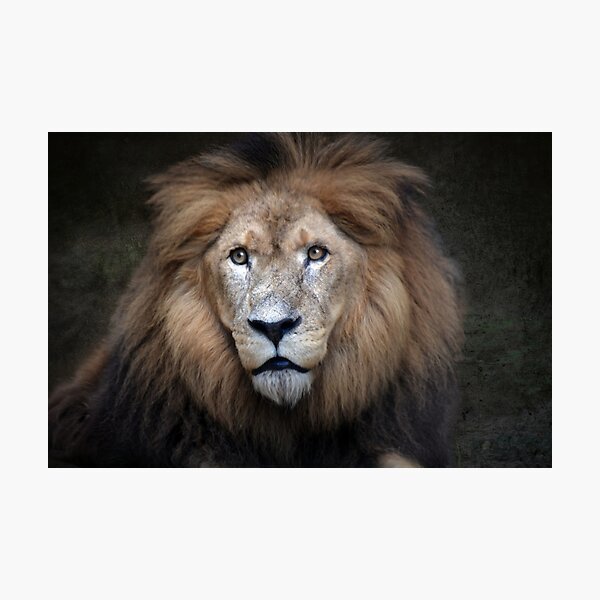 Item preview, Majestic Lion Portrait designed and sold by Savannah Gibbs.