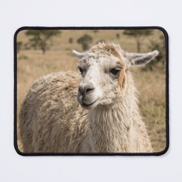 Item preview, Charming White Llama Portrait In Golden Grass designed and sold by phamlauren.