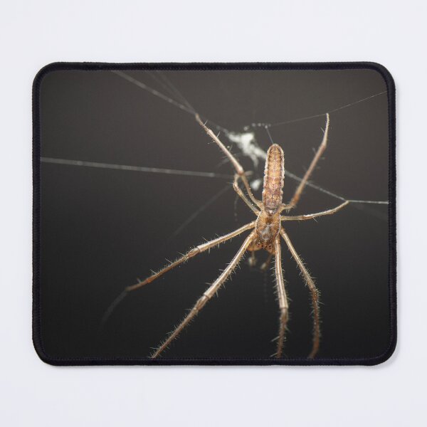 Item preview, Long-jawed orb weaver designed and sold by robdanimalphotography.