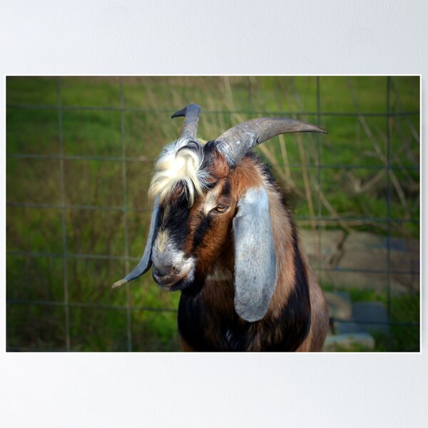 Item preview, Majestic Goat  designed and sold by Savannah Gibbs.