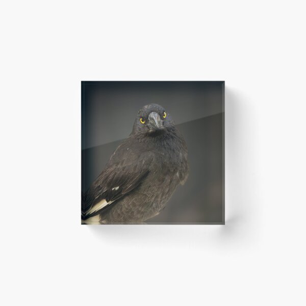Item preview, Pied Currawong designed and sold by robdanimalphotography.