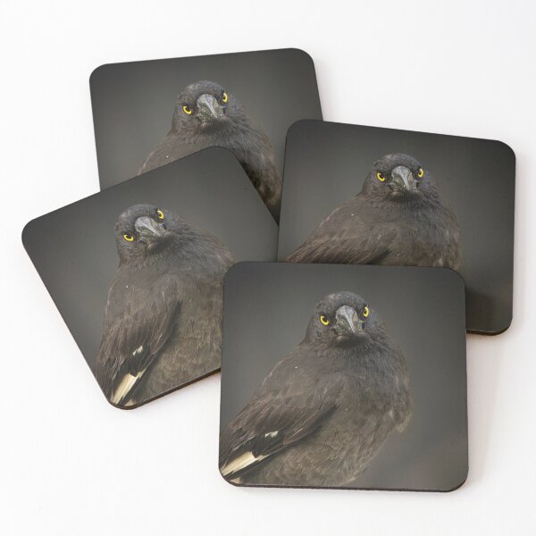 Item preview, Pied Currawong designed and sold by robdanimalphotography.