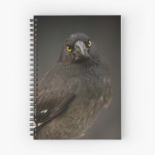 Item preview, Pied Currawong designed and sold by robdanimalphotography.