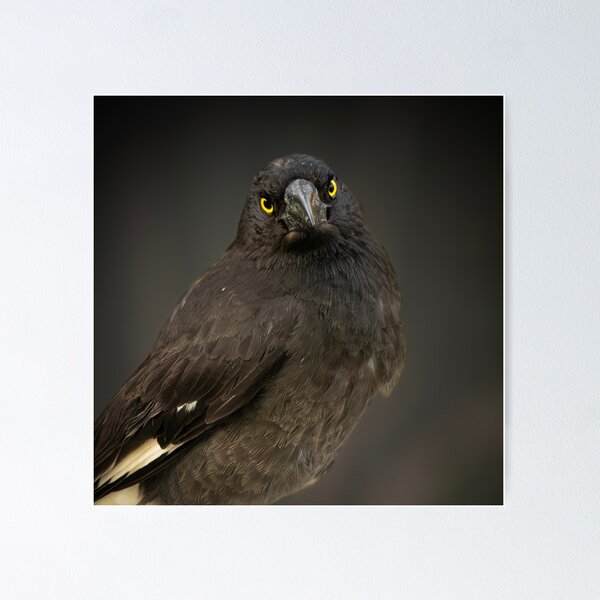 Item preview, Pied Currawong designed and sold by robdanimalphotography.