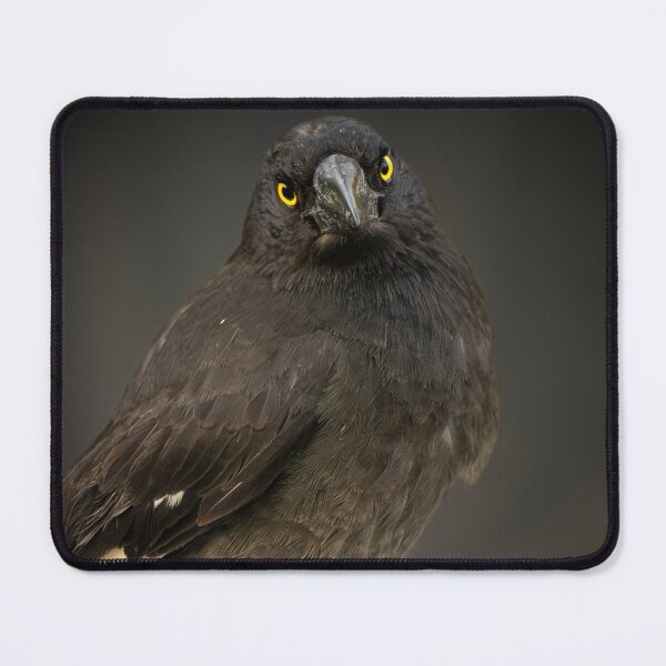 Item preview, Pied Currawong designed and sold by robdanimalphotography.