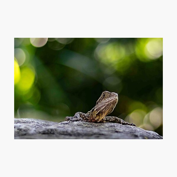 Item preview,  Water Dragon on a Rock designed and sold by Twisted Light Images.