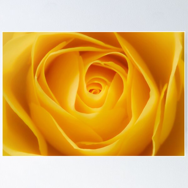 Item preview, A Golden Rose Closeup designed and sold by JonnaHurmerinta.