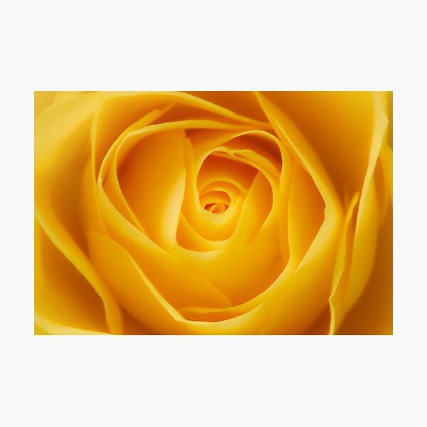 Item preview, A Golden Rose Closeup designed and sold by JonnaHurmerinta.
