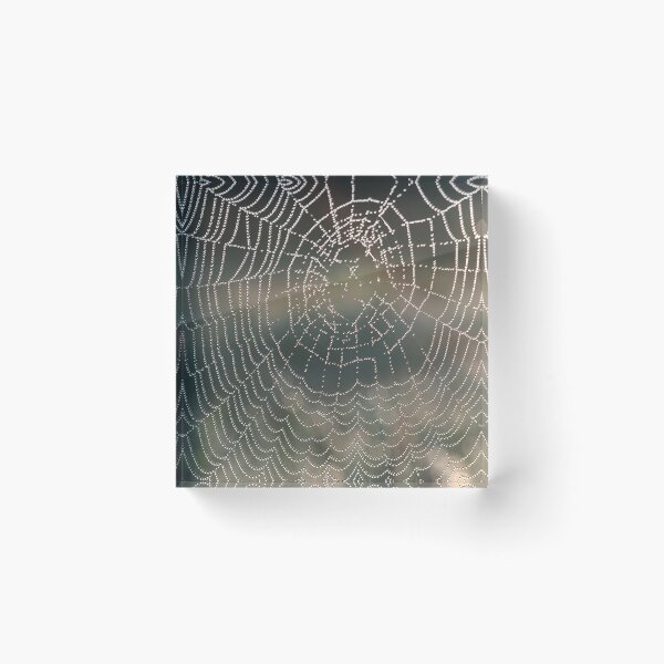 Item preview, Soft Rain Glistening Spiderweb designed and sold by AnimaliaStar.