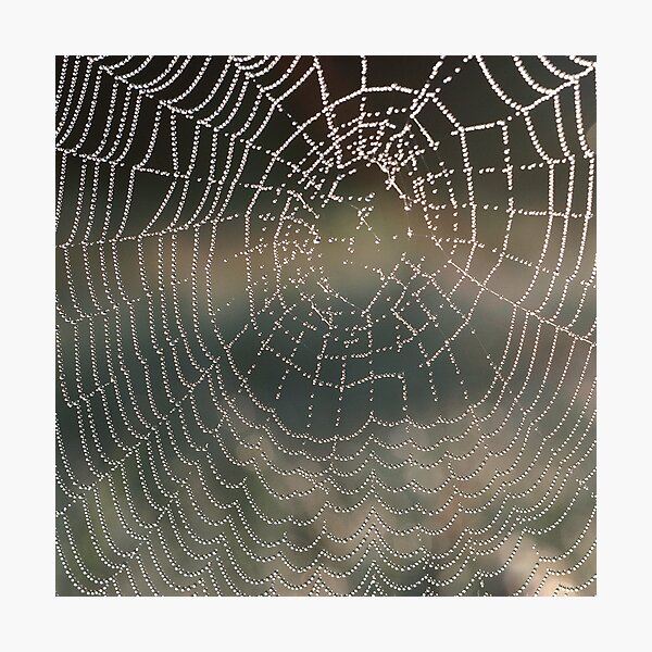 Item preview, Soft Rain Glistening Spiderweb designed and sold by AnimaliaStar.