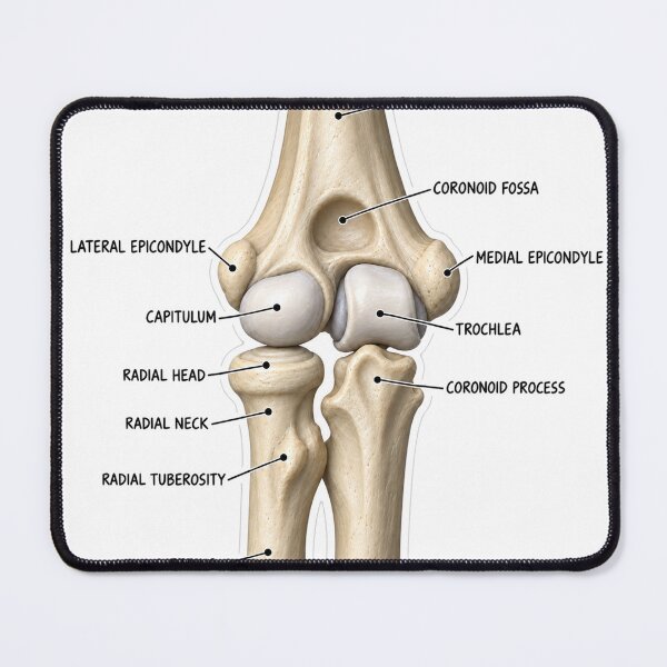 Item preview, Anatomy Elbow Forearm 3D Physical Therapy Sticker designed and sold by isokinetic.