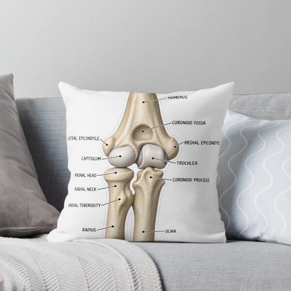 Item preview, Anatomy Elbow Forearm 3D Physical Therapy Sticker designed and sold by isokinetic.