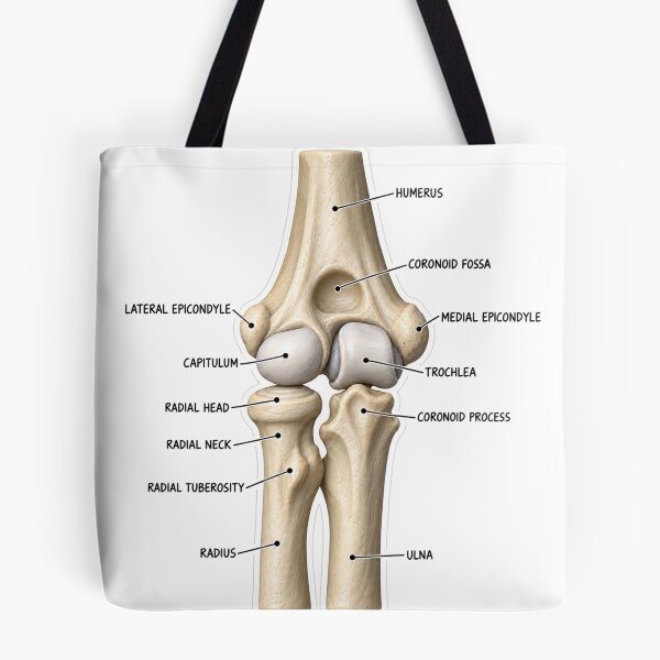 Item preview, Anatomy Elbow Forearm 3D Physical Therapy Sticker designed and sold by isokinetic.
