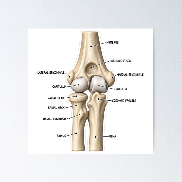 Item preview, Anatomy Elbow Forearm 3D Physical Therapy Sticker designed and sold by isokinetic.