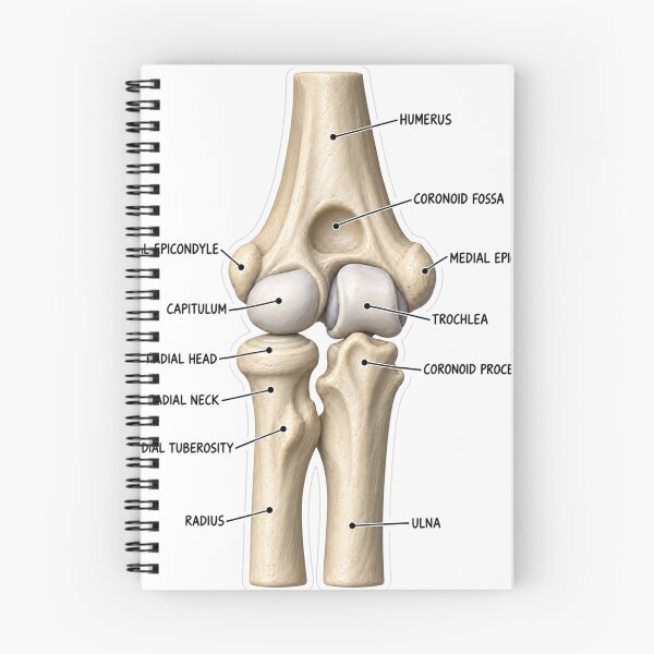 Item preview, Anatomy Elbow Forearm 3D Physical Therapy Sticker designed and sold by isokinetic.