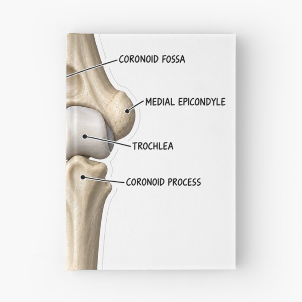 Item preview, Anatomy Elbow Forearm 3D Physical Therapy Sticker designed and sold by isokinetic.
