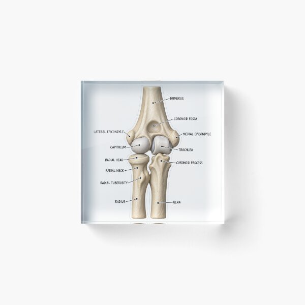 Item preview, Anatomy Elbow Forearm 3D Physical Therapy Sticker designed and sold by isokinetic.