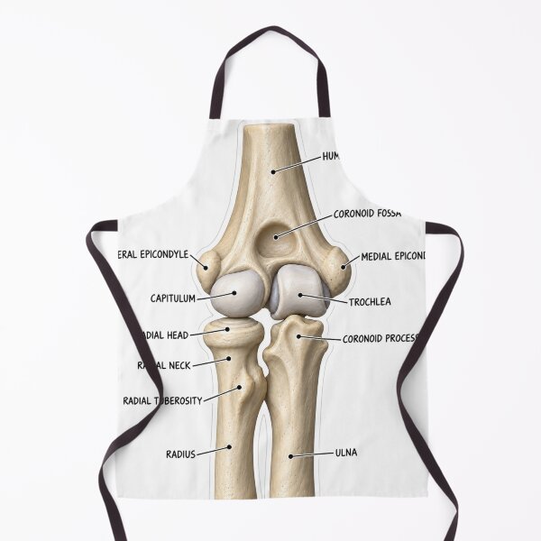 Item preview, Anatomy Elbow Forearm 3D Physical Therapy Sticker designed and sold by isokinetic.
