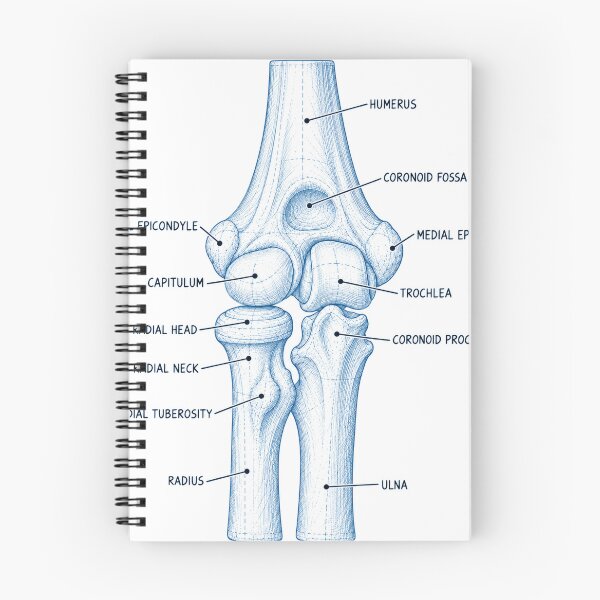 Item preview, Anatomy Elbow Forearm Blueprint Physical Therapy Sticker designed and sold by isokinetic.