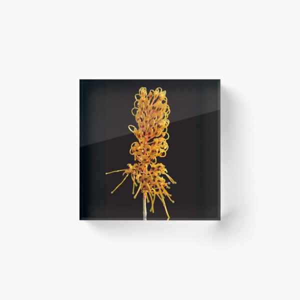Item preview, Golden Australian Grevillea Robusta designed and sold by Yolanda Caporn Art.