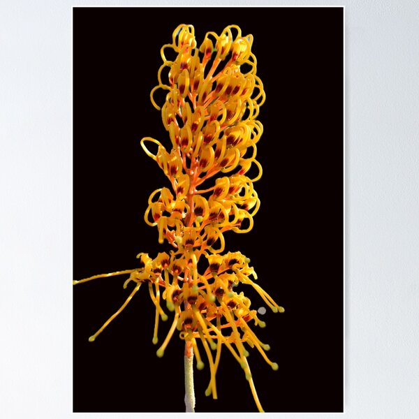 Item preview, Golden Australian Grevillea Robusta designed and sold by Yolanda Caporn Art.