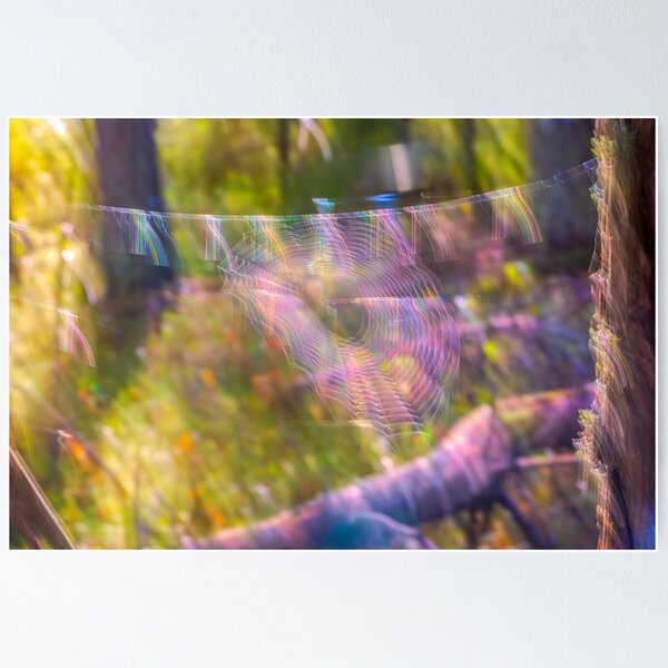 Item preview, Rainbow Spider Web in Woodland designed and sold by Veikko  Suikkanen.