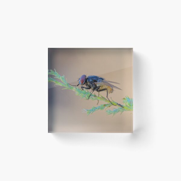 Item preview, Not in the House designed and sold by Ralph Goldsmith.