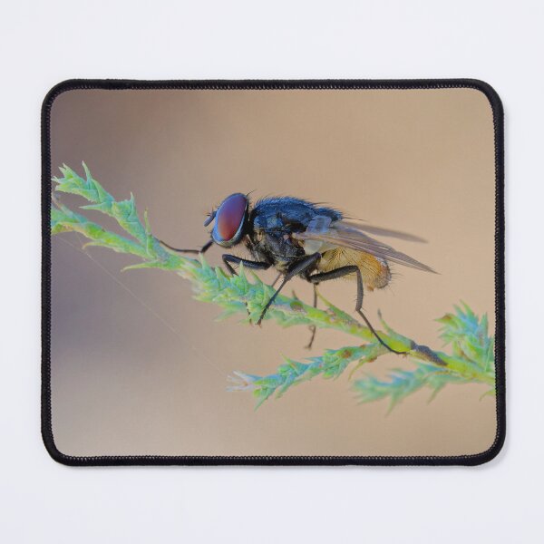 Item preview, Not in the House designed and sold by Ralph Goldsmith.