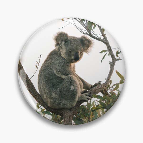 Item preview, Koala Chilling in Tree designed and sold by Taran Skye Photography .