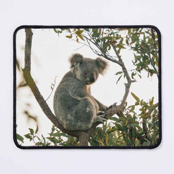Item preview, Koala Chilling in Tree designed and sold by Taran Skye Photography .